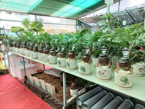 Unique Snake-Shaped Coconut Bonsai Trends for Lunar New Year 2025 - image 3