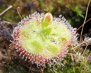 The Fascinating Predatory Mechanism of Vietnam's Unique 'Chicken-Tying' Plant - image 4