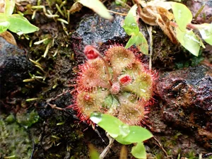 The Fascinating Predatory Mechanism of Vietnam's Unique 'Chicken-Tying' Plant - image 1