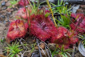 The Fascinating Predatory Mechanism of Vietnam's Unique 'Chicken-Tying' Plant - image 5