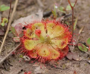 The Fascinating Predatory Mechanism of Vietnam's Unique 'Chicken-Tying' Plant - image 3