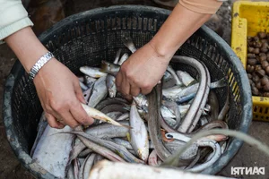 Fishing for Prosperity: Fishermen Head Out to Sea for the First Catch of the Year - image 4