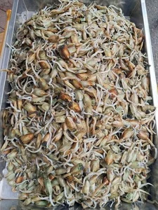 Haiphong Food Tour: The Spicy 'Long-Legged' Specialty That Leaves Everyone in Tears - image 0