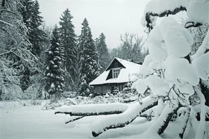 The Enchanting Life of the Snow Witch Living Among Wild Animals - image 5