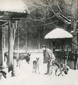 The Enchanting Life of the Snow Witch Living Among Wild Animals - image 11