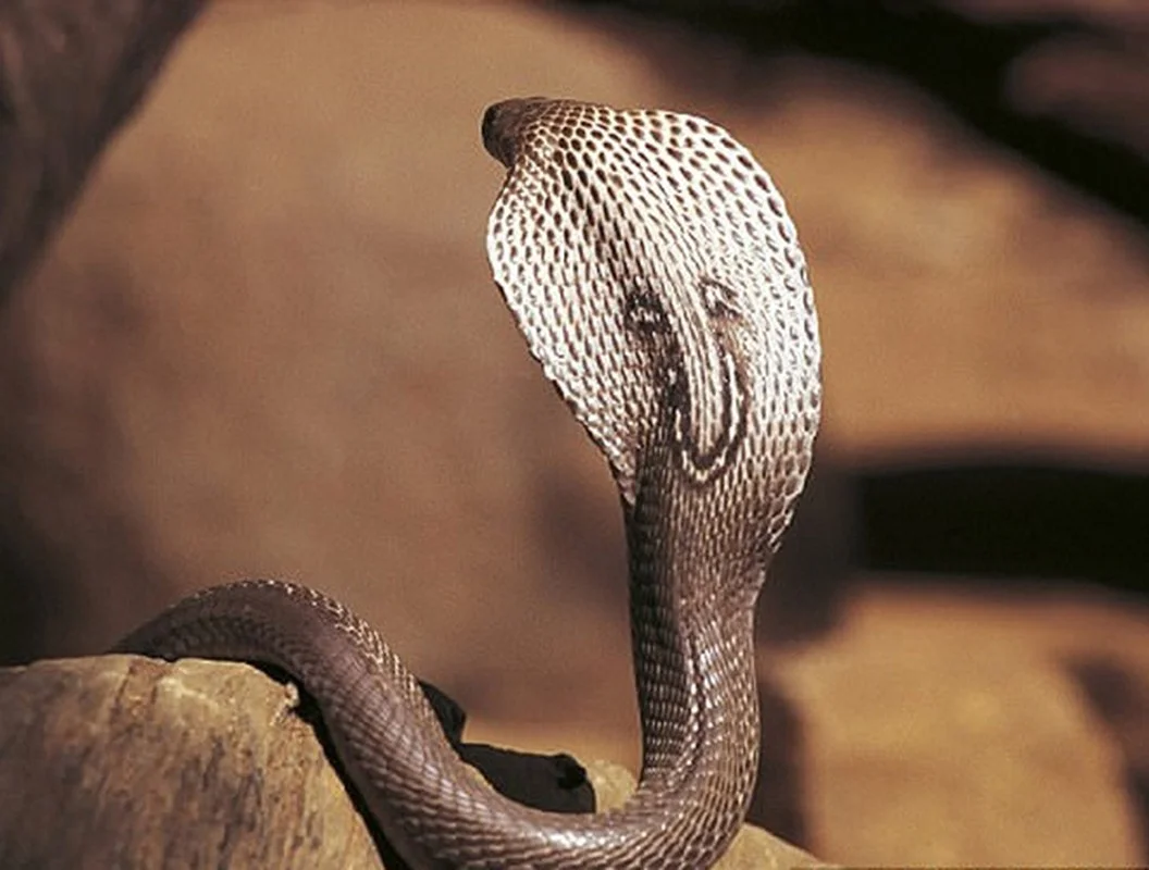 Top 10 Most Venomous Snakes: The Terrifying Mobile Coffin