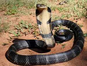 Top 10 Most Venomous Snakes: The Terrifying Mobile Coffin - image 28