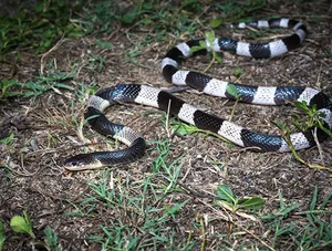 Top 10 Most Venomous Snakes: The Terrifying Mobile Coffin - image 6