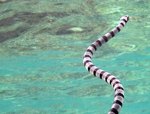 Top 10 Most Venomous Snakes: The Terrifying Mobile Coffin - image 22