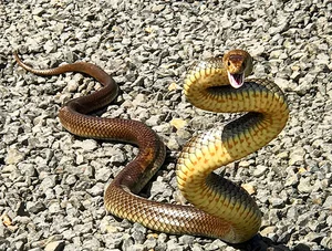 Top 10 Most Venomous Snakes: The Terrifying Mobile Coffin - image 17