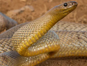 Top 10 Most Venomous Snakes: The Terrifying Mobile Coffin - image 1