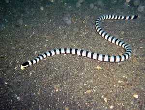Top 10 Most Venomous Snakes: The Terrifying Mobile Coffin - image 5
