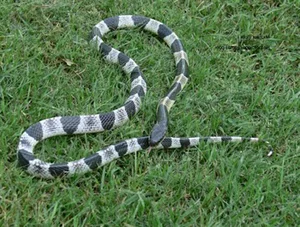 Top 10 Most Venomous Snakes: The Terrifying Mobile Coffin - image 26