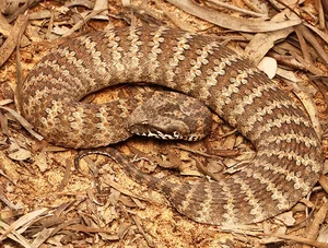 Top 10 Most Venomous Snakes: The Terrifying Mobile Coffin - image 10