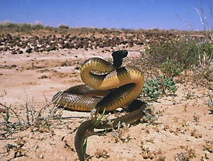 Top 10 Most Venomous Snakes: The Terrifying Mobile Coffin - image 27