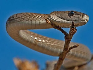 Top 10 Most Venomous Snakes: The Terrifying Mobile Coffin - image 23