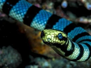 Top 10 Most Venomous Snakes: The Terrifying Mobile Coffin - image 12