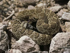 Top 10 Most Venomous Snakes: The Terrifying Mobile Coffin - image 24