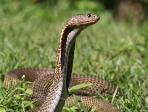 Top 10 Most Venomous Snakes: The Terrifying Mobile Coffin - image 21