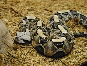 Top 10 Most Venomous Snakes: The Terrifying Mobile Coffin - image 2