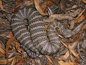 Top 10 Most Venomous Snakes: The Terrifying Mobile Coffin - image 3