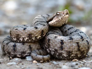 Top 10 Most Venomous Snakes: The Terrifying Mobile Coffin - image 7