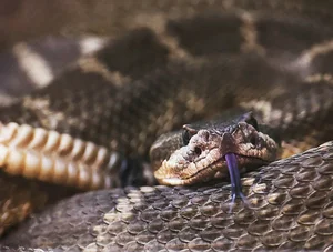 Top 10 Most Venomous Snakes: The Terrifying Mobile Coffin - image 9