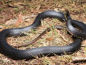 Top 10 Most Venomous Snakes: The Terrifying Mobile Coffin - image 29
