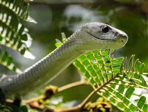 Top 10 Most Venomous Snakes: The Terrifying Mobile Coffin - image 16
