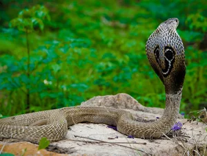 Top 10 Most Venomous Snakes: The Terrifying Mobile Coffin - image 15