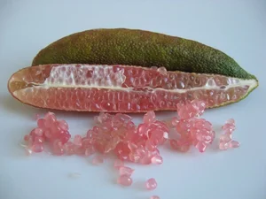 Why Finger Limes are the New Luxury Fruit for Elite Foodies - image 2