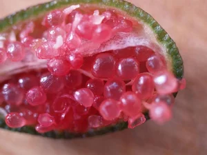 Why Finger Limes are the New Luxury Fruit for Elite Foodies - image 1