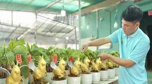 Horse-Shaped Coconut Bonsai Trends Ahead of Tet Binh Ngo 2026 - image 2