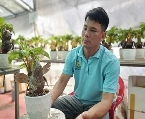 Horse-Shaped Coconut Bonsai Trends Ahead of Tet Binh Ngo 2026 - image 7
