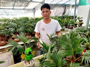 Horse-Shaped Coconut Bonsai Trends Ahead of Tet Binh Ngo 2026 - image 5
