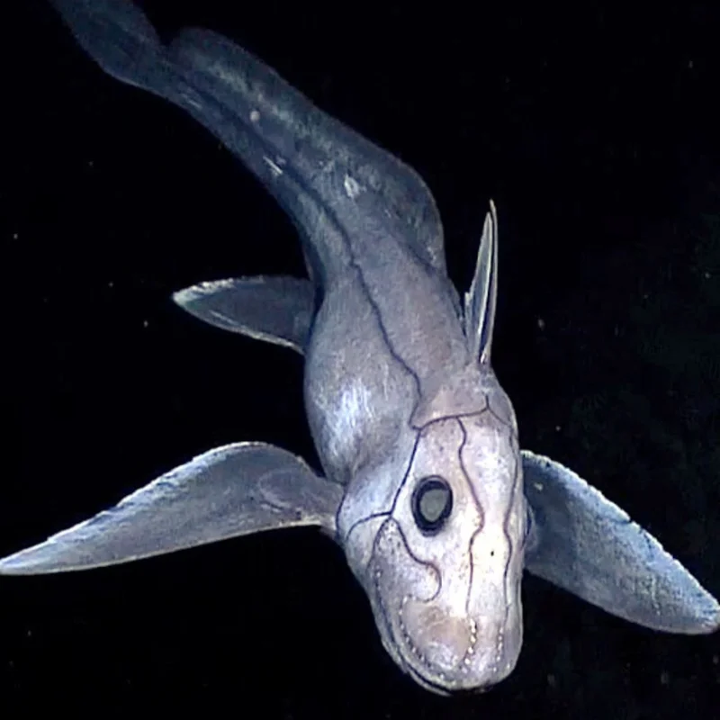 Unveiling the Most Mysterious Creature on Earth: A Journey into the Unknown