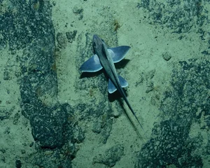 Unveiling the Most Mysterious Creature on Earth: A Journey into the Unknown - image 7