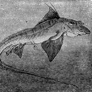 Unveiling the Most Mysterious Creature on Earth: A Journey into the Unknown - image 3
