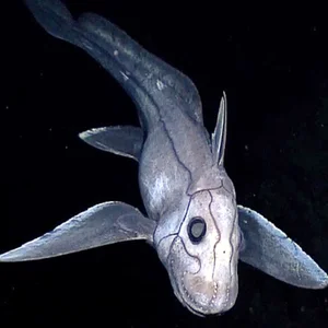 Unveiling the Most Mysterious Creature on Earth: A Journey into the Unknown - image 0