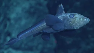 Unveiling the Most Mysterious Creature on Earth: A Journey into the Unknown - image 4