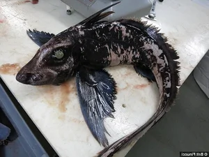 Unveiling the Most Mysterious Creature on Earth: A Journey into the Unknown - image 2