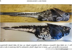 Unveiling the Most Mysterious Creature on Earth: A Journey into the Unknown - image 1