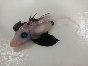 Unveiling the Most Mysterious Creature on Earth: A Journey into the Unknown - image 6