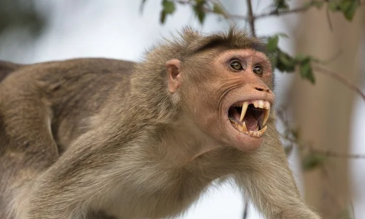 The Incredible Truth About Vietnam’s Most Famous Monkey Species