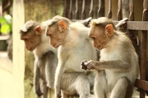 The Incredible Truth About Vietnam’s Most Famous Monkey Species - image 7