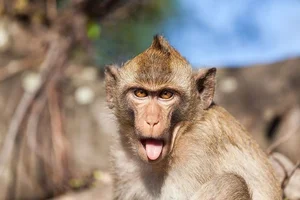 The Incredible Truth About Vietnam’s Most Famous Monkey Species - image 5