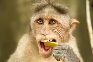 The Incredible Truth About Vietnam’s Most Famous Monkey Species - image 4