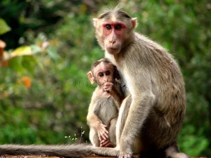 The Incredible Truth About Vietnam’s Most Famous Monkey Species - image 6