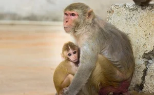 The Incredible Truth About Vietnam’s Most Famous Monkey Species - image 3