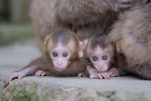 The Incredible Truth About Vietnam’s Most Famous Monkey Species - image 2